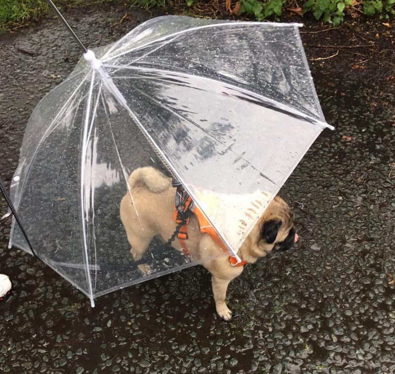 Pet Umbrella