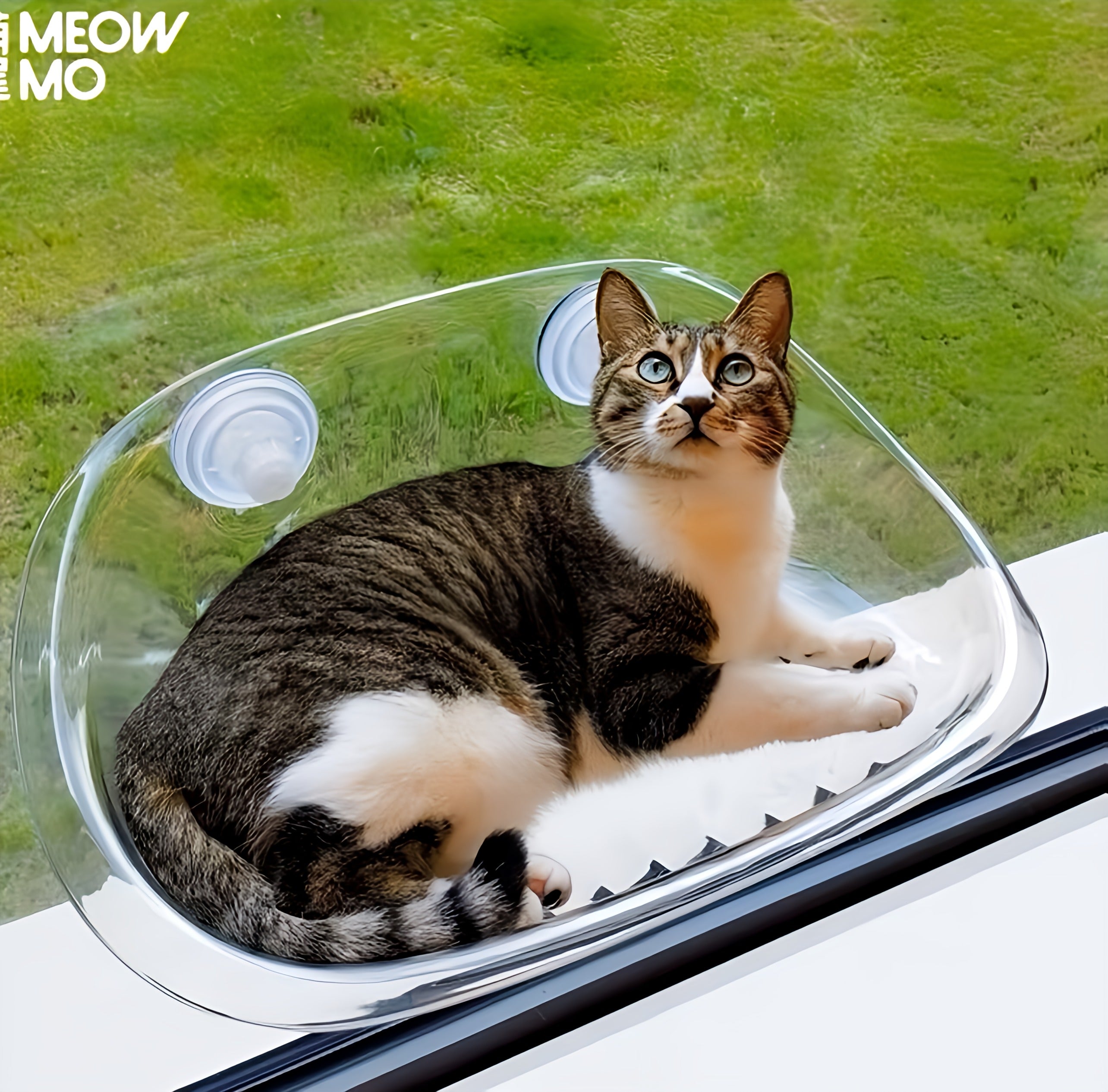 Cat Hammock