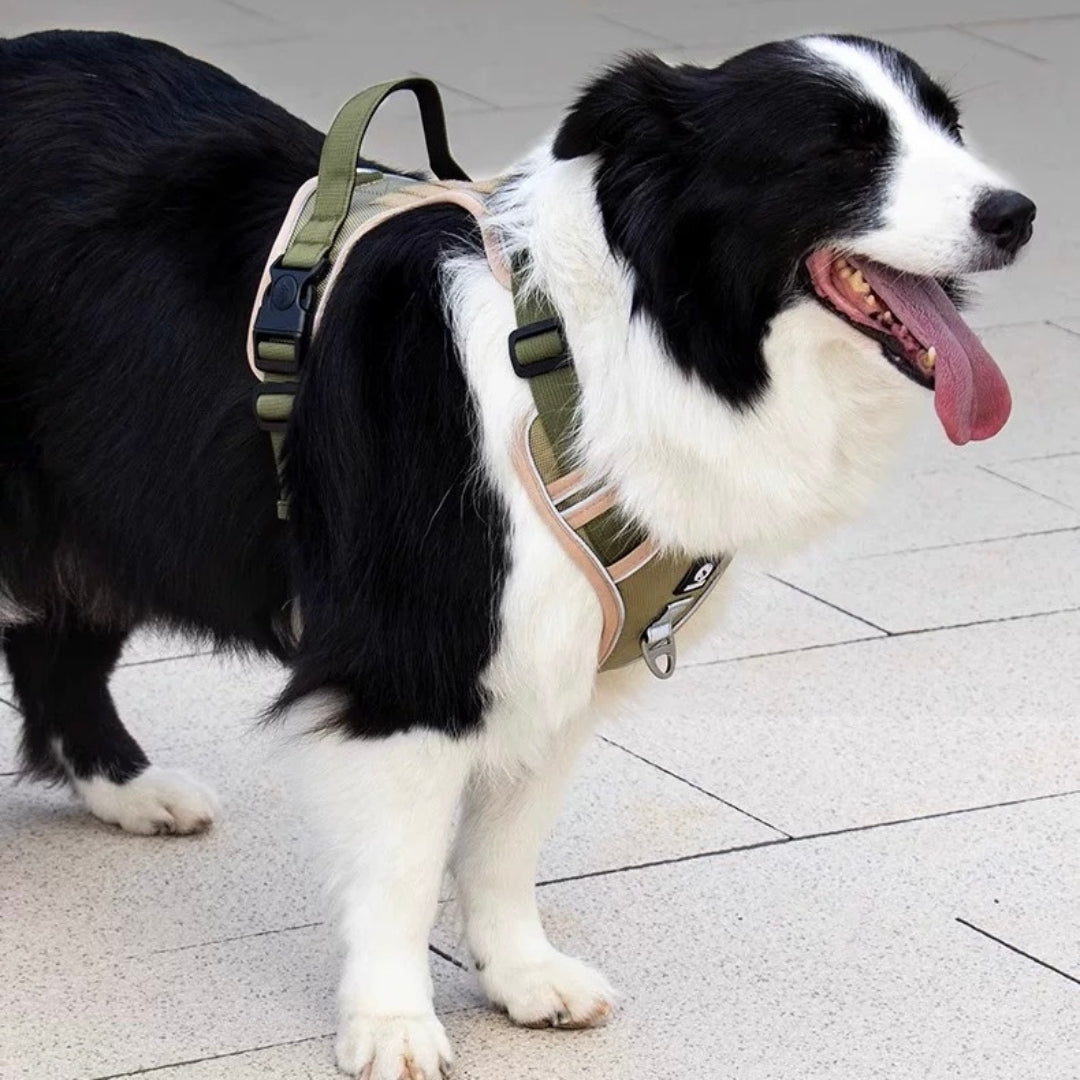 Dog Vest & Leash