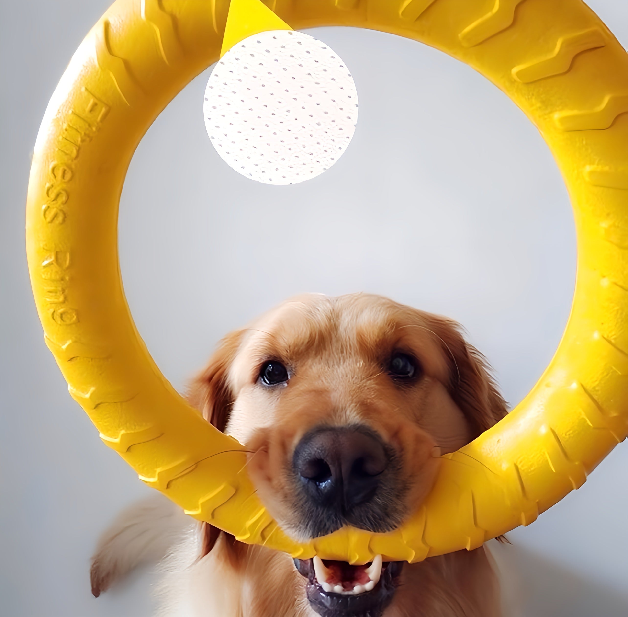 Dog Ring Toy