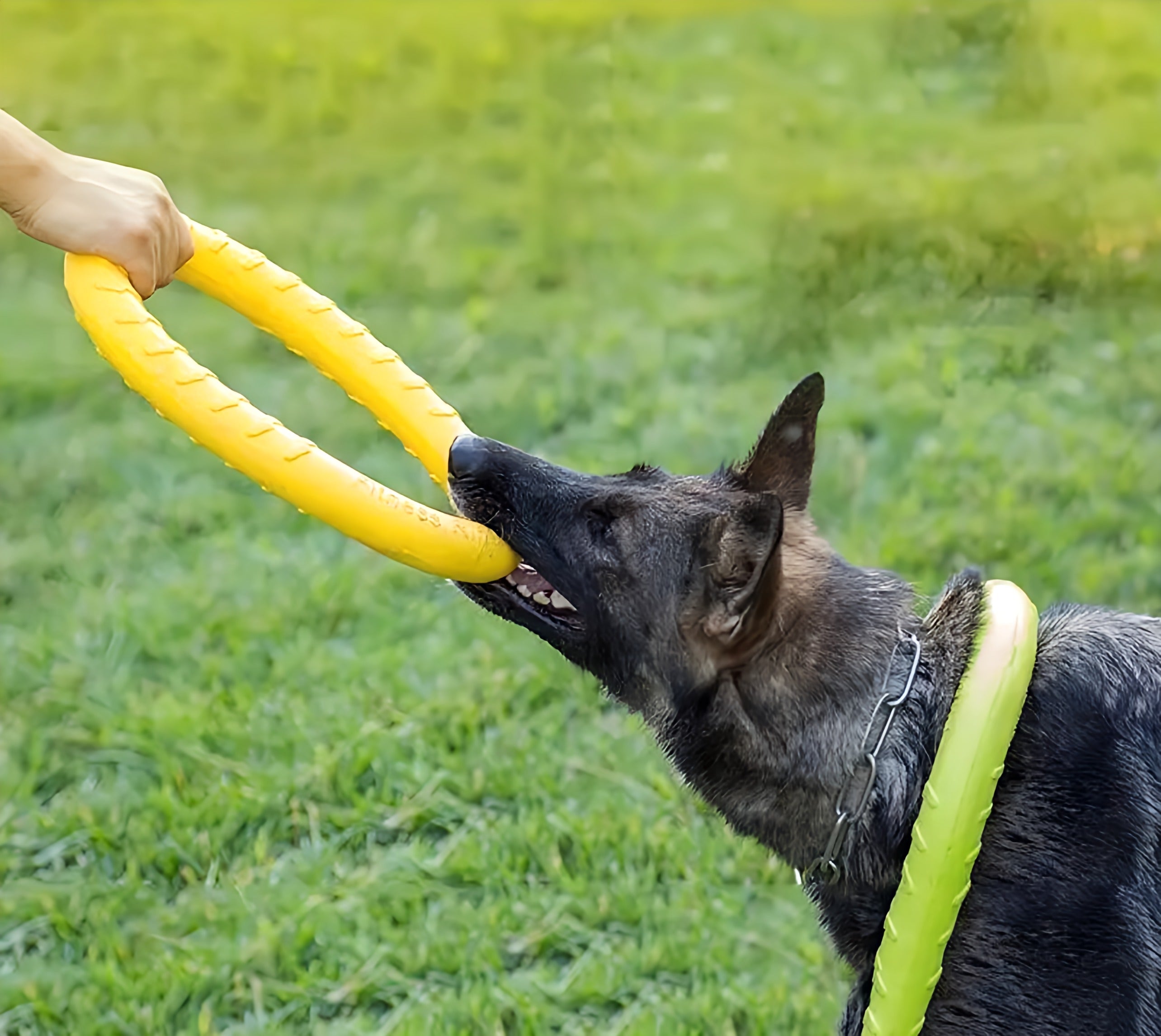 Dog Ring Toy