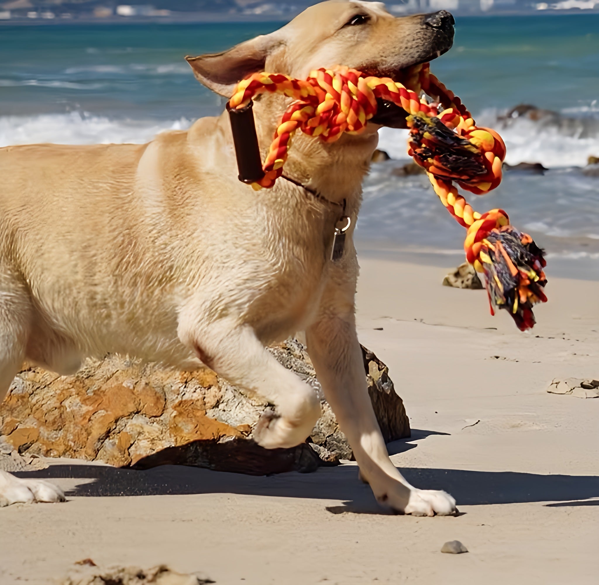 Dog Rope Toy