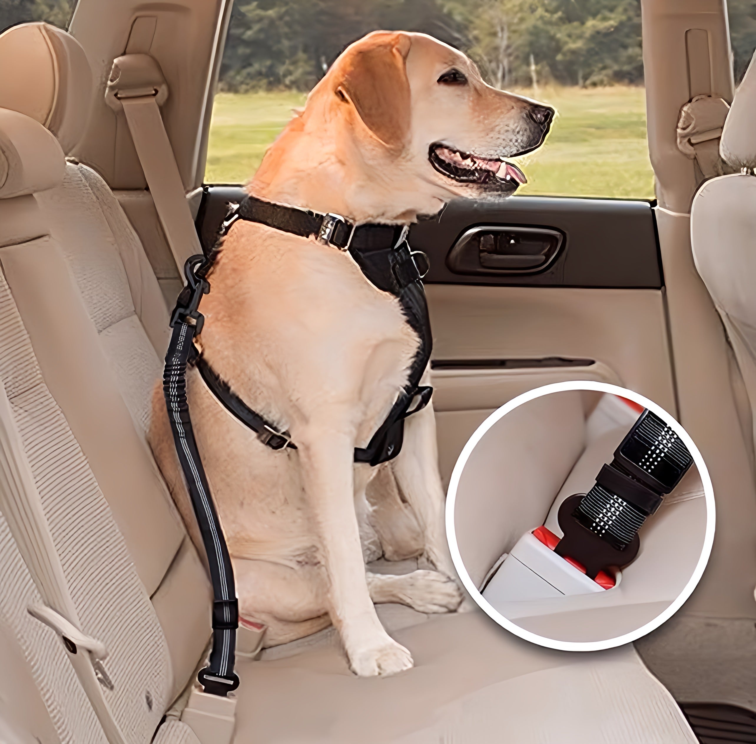 Dog Leash Seat Belt