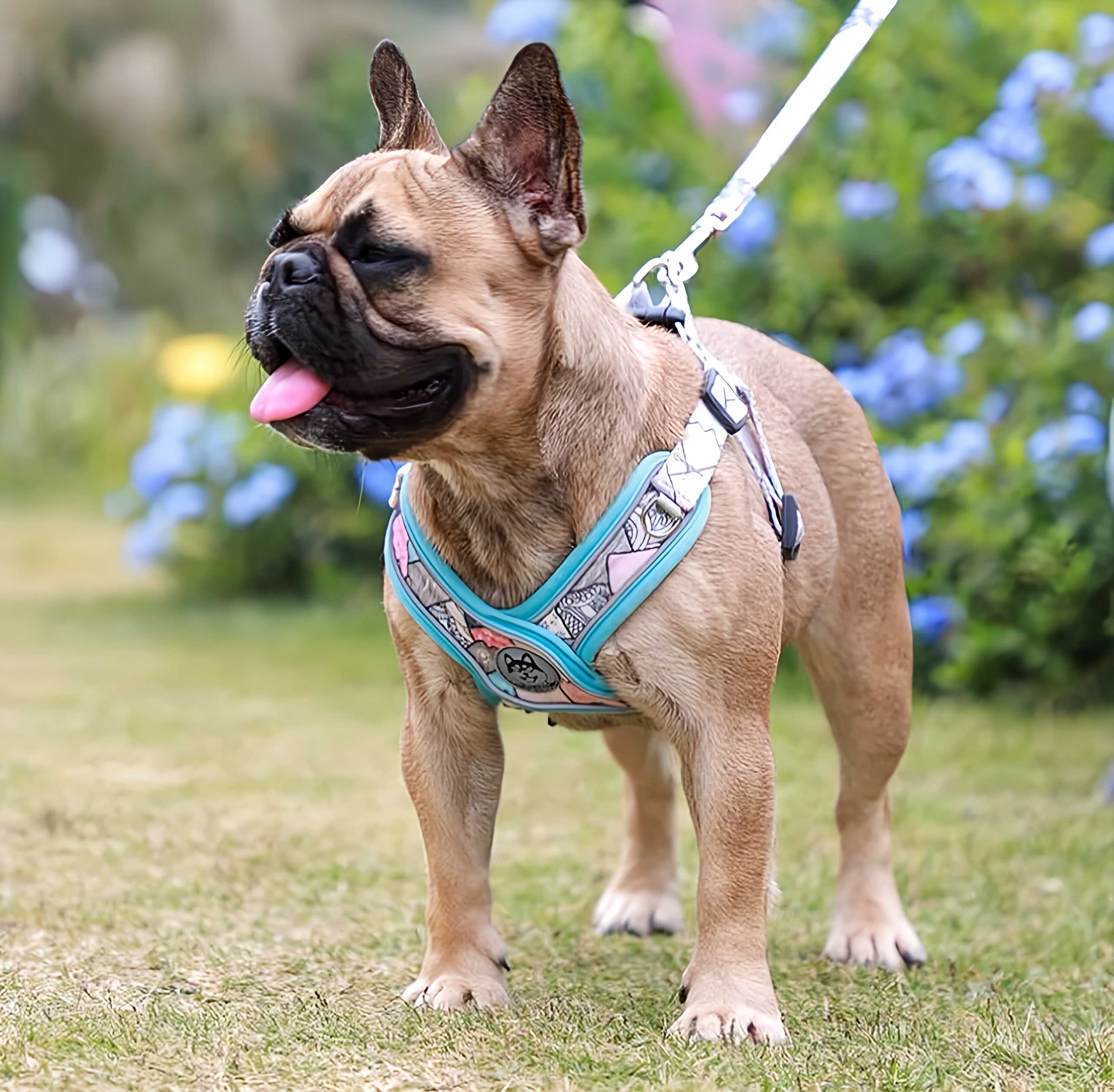 Dog Harness