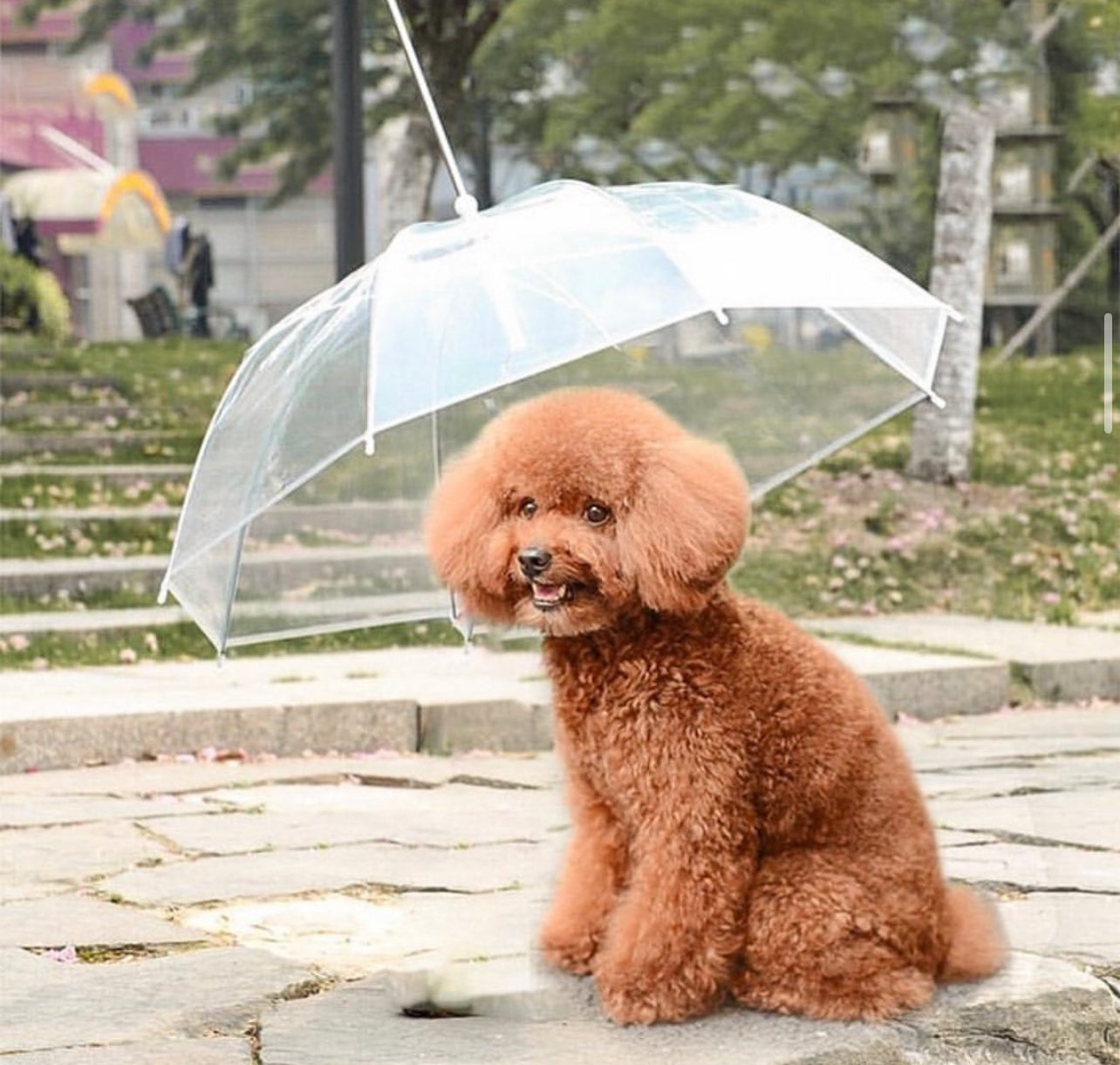 Pet Umbrella