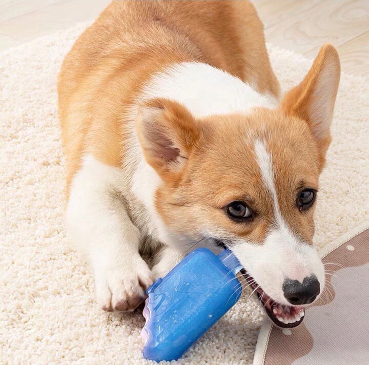 Dog Cooling Toy