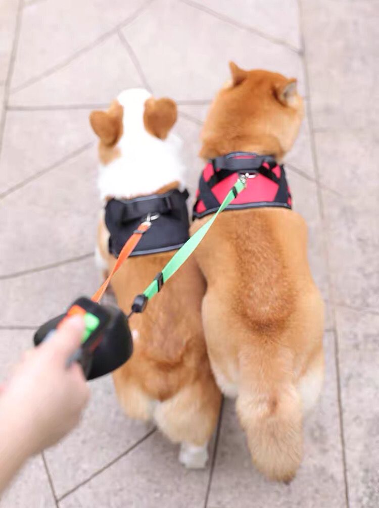 Rotatable Dual Dog Leash