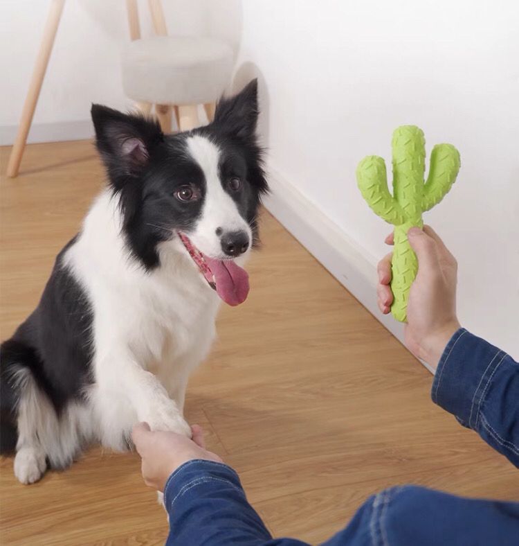 Dogs Cactus Chewing Toy