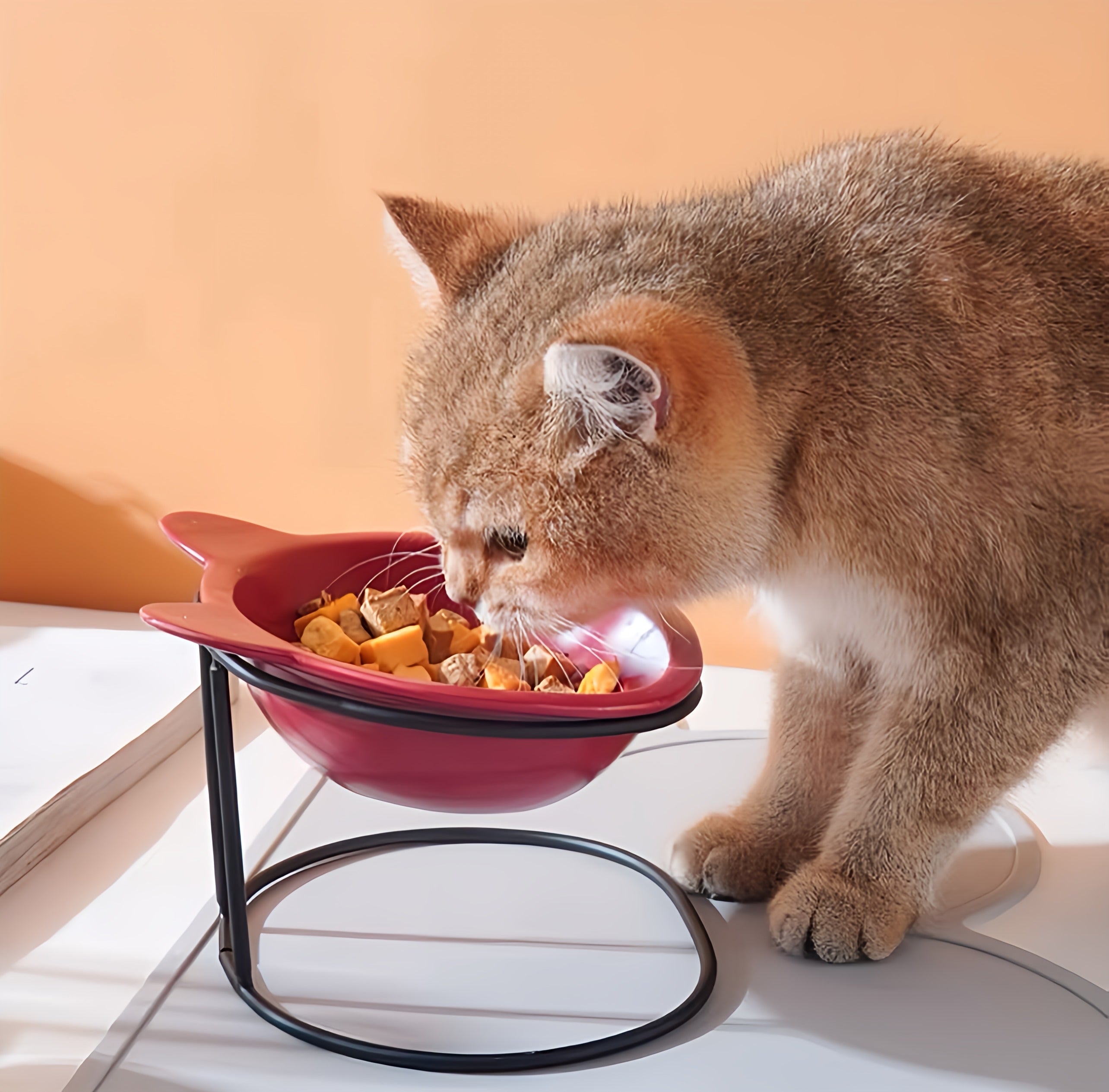 Cat Feeding Bowl