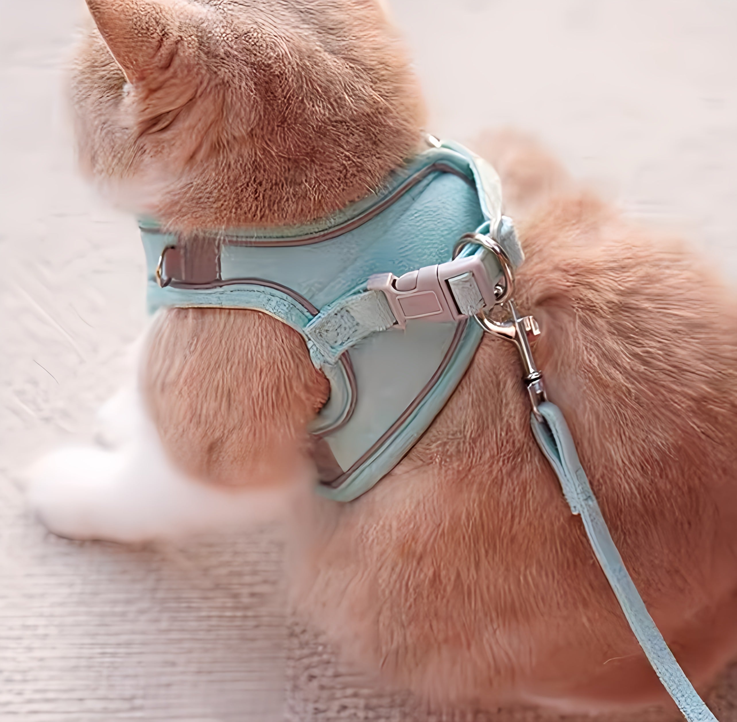 Pets Harness