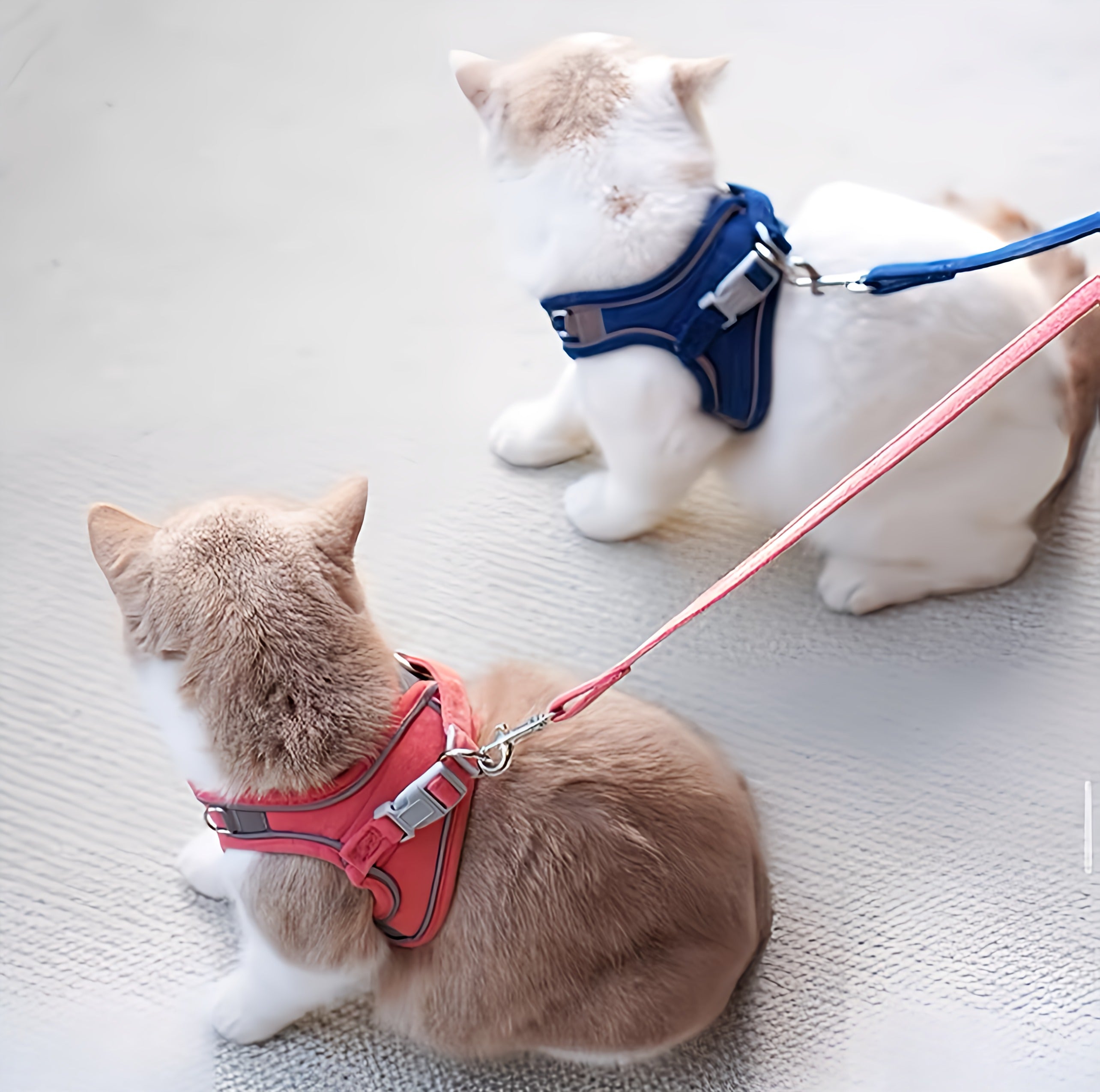 Pets Harness